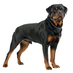 rottweiler Black and brown dog standing on a white background cute canine portrait for pet lovers and animal enthusiasts