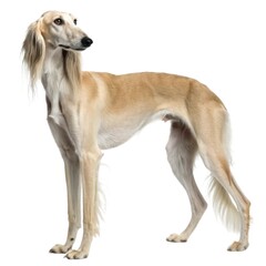 saluki Dog standing upright with head turned captivating canine posture in natural outdoor setting playful expression and curiosity