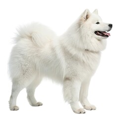 samoyed White dog standing gracefully on a clean white background perfect for pet lovers and animal photography enthusiasts