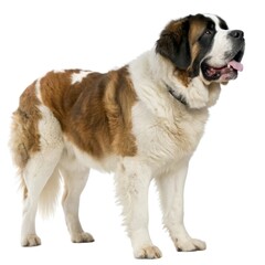 Saint Bernard Large brown and white dog standing proudly on a clean white background in a studio setting for pet photography