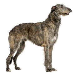 Scottish Deerhound Dog standing upright with head turned captivating portrait of canine curiosity and playful behavior in nature