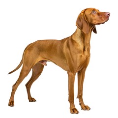 vizsla Brown dog standing upright against white background cute canine posing for portrait pet photography studio setting