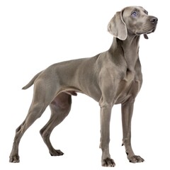 weimaraner Dog standing upright with head turned curious expression in natural outdoor setting captivating pet portraiture