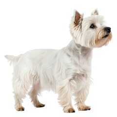 Yorkshire Terrier Small white dog standing proudly on a bright white background capturing pure innocence and charm in every detail