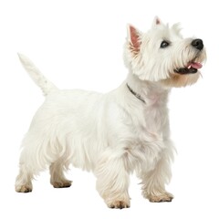 West Highland White Terrier Small white dog standing on white background cute pet portrait adorable canine in studio setting animal photography
