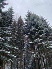 Majestic Snowy Pines. Winter Forest Wonderland