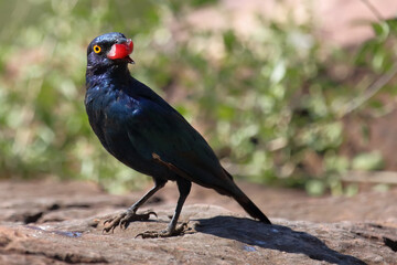 Rotschulter-Glanzstar/ Cape glossy starling or Red-shouldered glossy starling / Lamprotornis nitens