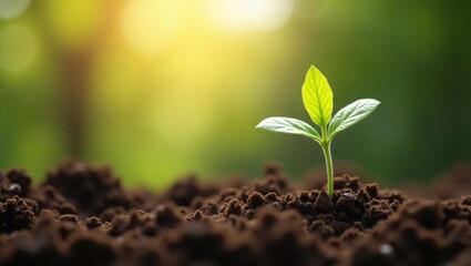 A New Beginning: Young Sprout Emerging from Earth under Golden Sunlight
