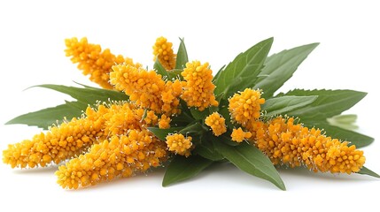 Bright yellow flowers and leaves, studio shot, nature, botany, possible use for education, botanical illustrations