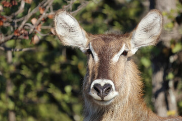 Wasserbock / Waterbuck / Kobus ellipsiprymnus