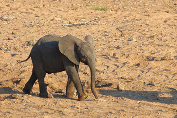 Afrikanischer Elefant / African elephant / Loxodonta africana