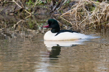 Gänsesäger Männchen im Winter auf der Spree	