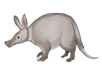 Aardvark illustration