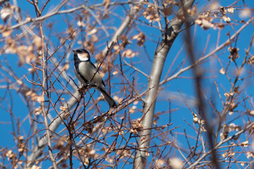 冬の木の枝にとまるシジュウカラ
