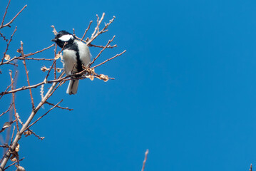 冬の木の枝にとまるシジュウカラ