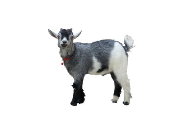 Pygmy goat isolated on transparent background png file