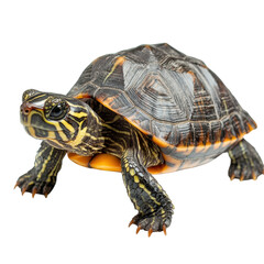 Obraz premium Sea Turtle on White Background on transparent background.