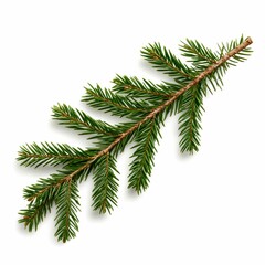 Obraz premium Fresh Green Spruce Branch Against White Background Still Life Decorative Evergreen Foliage Ornament