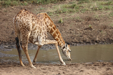 Giraffe / Giraffe / Giraffa camelopardalis