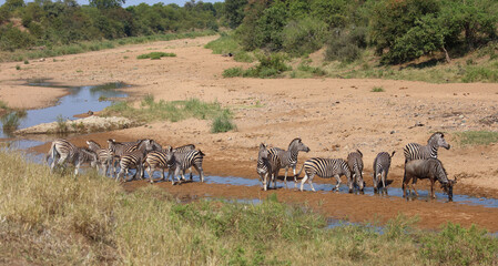 Streifengnu und Steppenzebra / Blue wildebeest and Burchell's zebra/ Connochaetes taurinus et Equus...