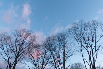 冬の早朝　空気が透き通った公園の風景　滋賀県大津市びわこ文化公園