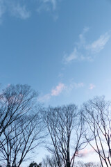 冬の早朝　空気が透き通った公園の風景　滋賀県大津市びわこ文化公園