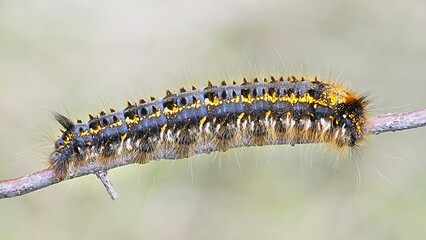 Drinker moth caterpillar, Euthrix potatoria
