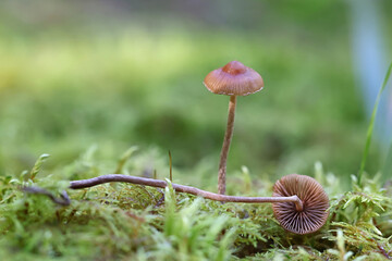 Conocybe velata, also called Pholiotina velata, commonly known as veiled conecap