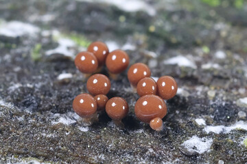 Trichia crateriformis, also known as  Trichia decipiens var. olivacea, slime mold from Finland, no common English name