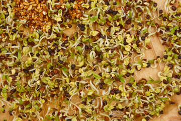 A close-up shot of a mix of alfalfa and broccoli sprouts, showcasing their vibrant green color and delicate texture