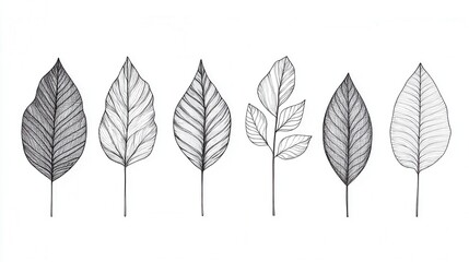 Fototapeta premium Detailed Botanical Illustrations of Various Leaf Patterns and Shapes