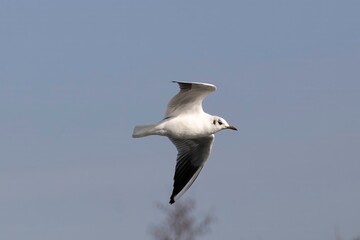 A stunning shot of a black-headed gull in full flight, showing its distinctive markings and aerodynamic form.