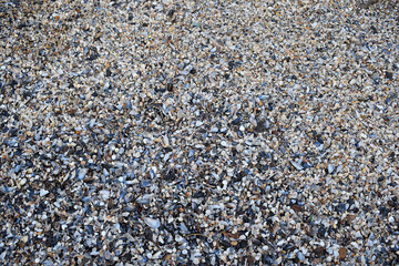 A pile of shells on the seashore.