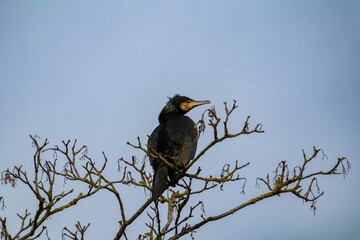 Great Cormorant Perched on Tree