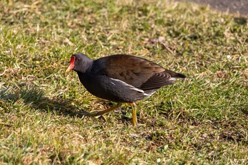 Moorhen Close-up Portrait
