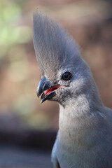 Graulärmvogel / Grey lourie or Grey go-away-bird / Corythaixoides concolor
