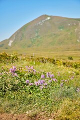 Flora of the protected areas of the Caucasus. Flowering herbs in the month of August.