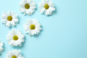 Fototapeta premium Beautiful chamomile on color background