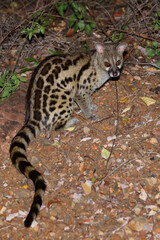Südliche Großfleck-Ginsterkatze / South African large-spotted genet / Genetta tigrina