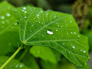 Raindrops on leaves look green and fresh. Wet leaf background.