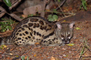Südliche Großfleck-Ginsterkatze / South African large-spotted genet / Genetta tigrina