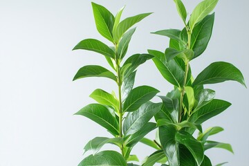 Close-up of vibrant green leaves on tall indoor plants against a light background