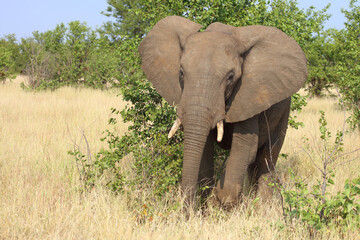 Fototapeta premium Afrikanischer Elefant / African elephant / Loxodonta africana