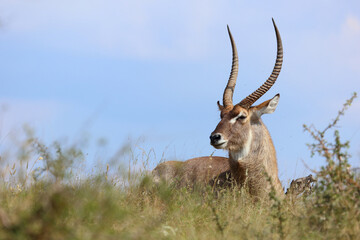 Wasserbock / Waterbuck / Kobus ellipsiprymnus