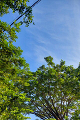 Trees and blue sky texture in the morning