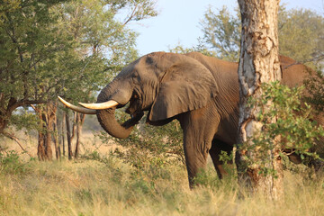 Fototapeta premium Afrikanischer Elefant / African elephant / Loxodonta africana..