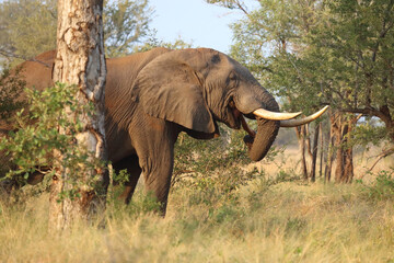 Fototapeta premium Afrikanischer Elefant / African elephant / Loxodonta africana..