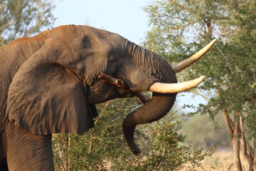Fototapeta premium Afrikanischer Elefant / African elephant / Loxodonta africana..