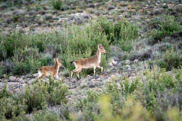 Two young female mountain goats in the lowlands of Teruel