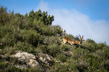 Lone male Iberian ibex with large horns in the low mountains of Oliete on a sunny day